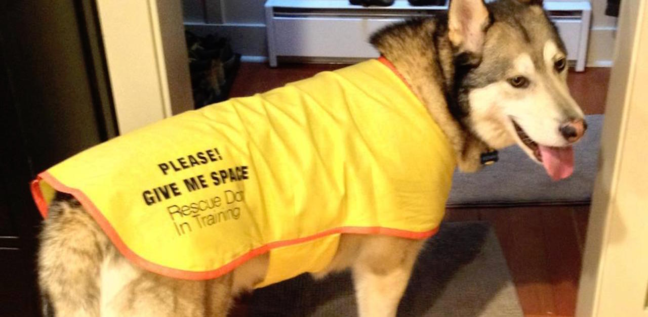 Do You Know What It Means If A Dog Is Wearing A Yellow Ribbon? You