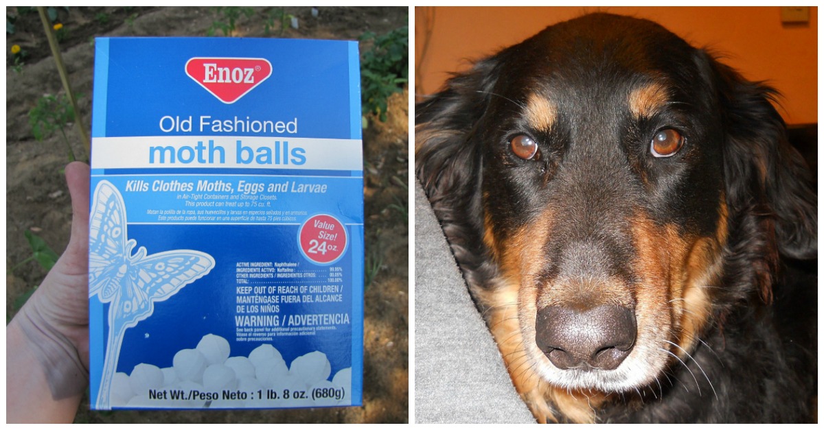 are mothballs safe for dogs