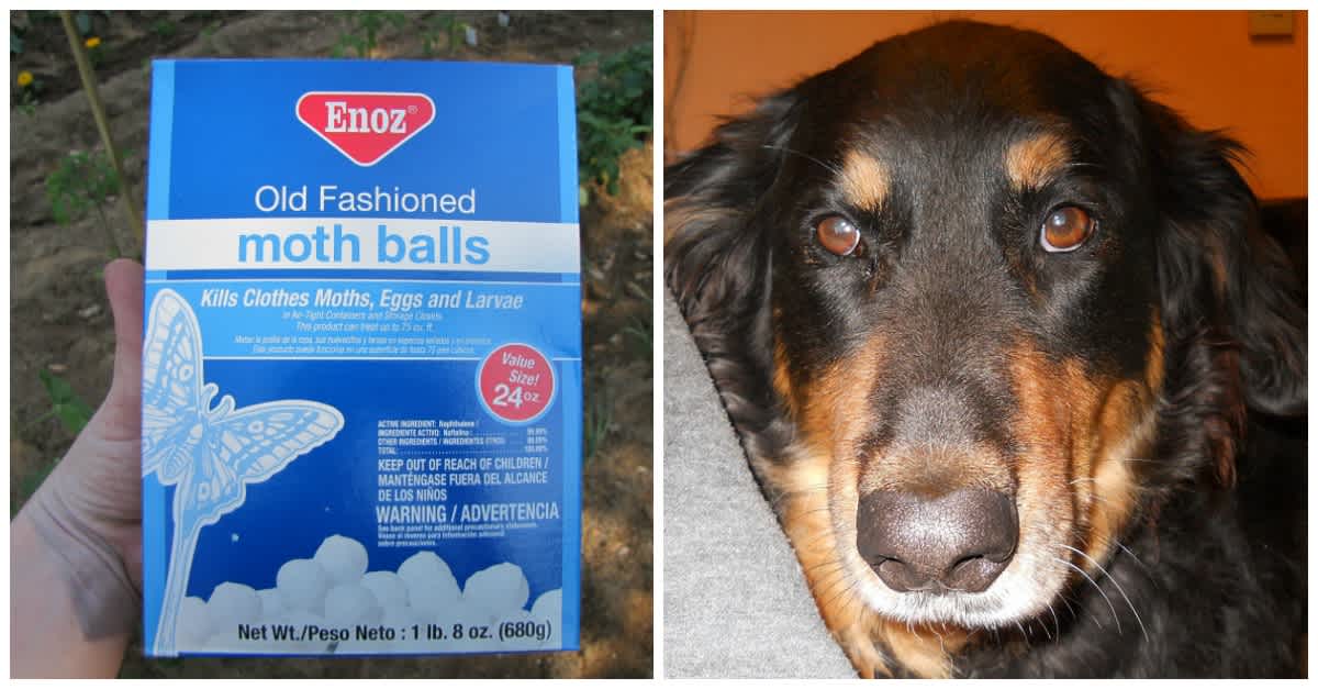 are mothballs good for dogs