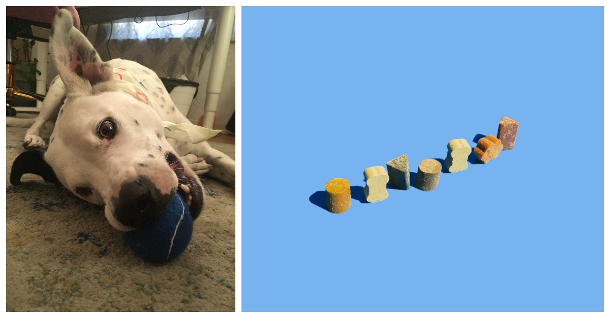 My Dog Takes Dandy Dog Vitamins And He Loves Them