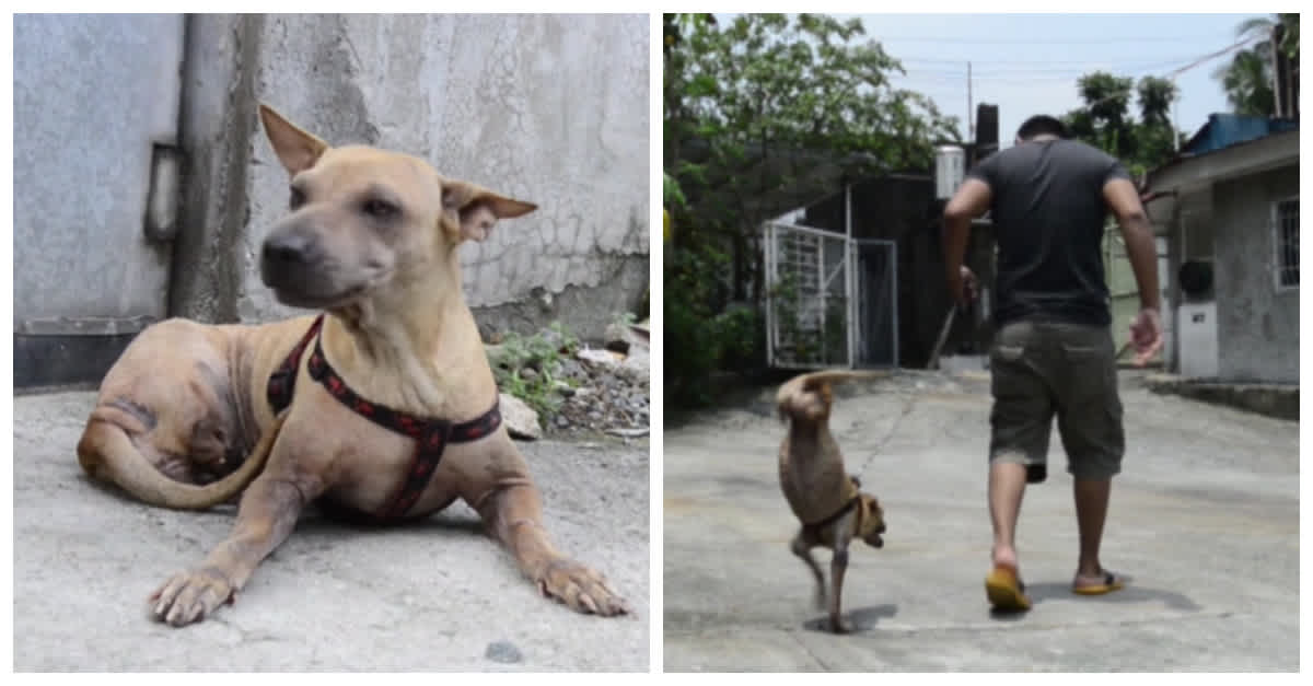 Rescue Dog Born Without Hind Legs Learns To Walk On Two Feet ...