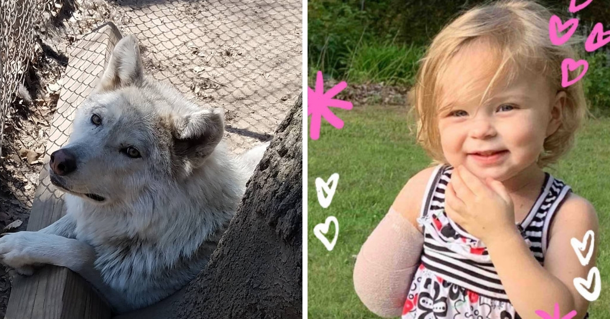 Toddler Loses Part Of Arm At An Animal Sanctuary Owned By Her Family Littlethings Com
