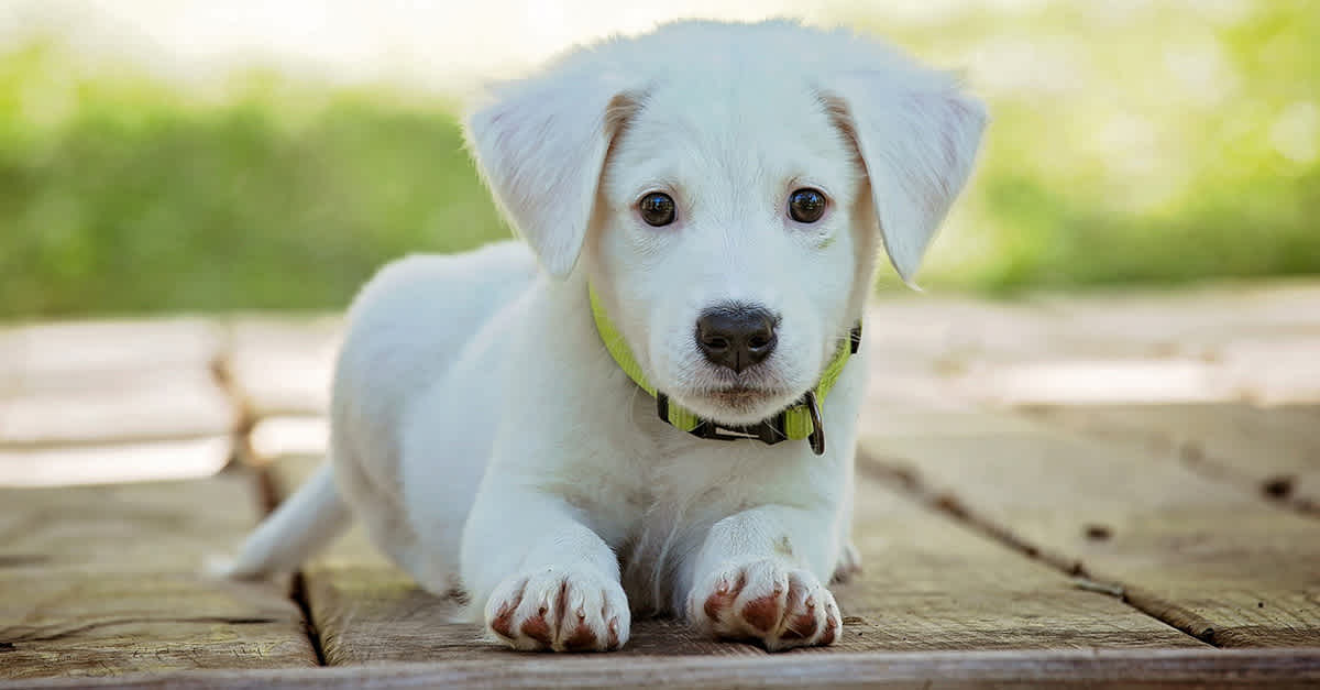 White Dog Names 100 Best Names For White Dogs Littlethings Com