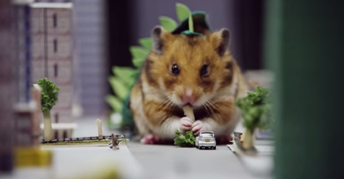 Hamsters eating outlet tiny food