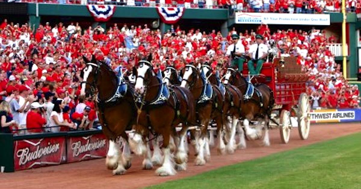 Budweiser Clydesdales trot around the Busch Stadium track on