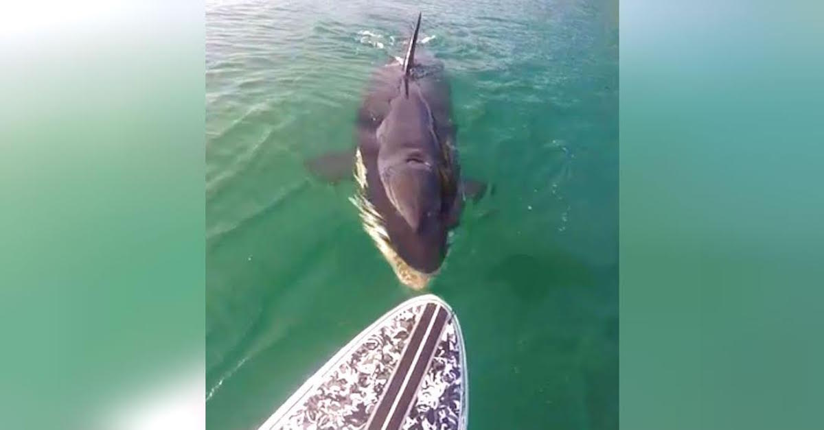 Paddleboarder Spots Killer Whale Following Him