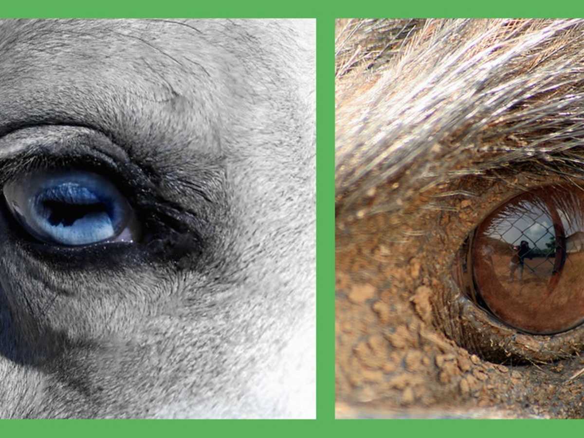 Can You Guess These Animals From Close-Up Photos Of Their Eyes? |  