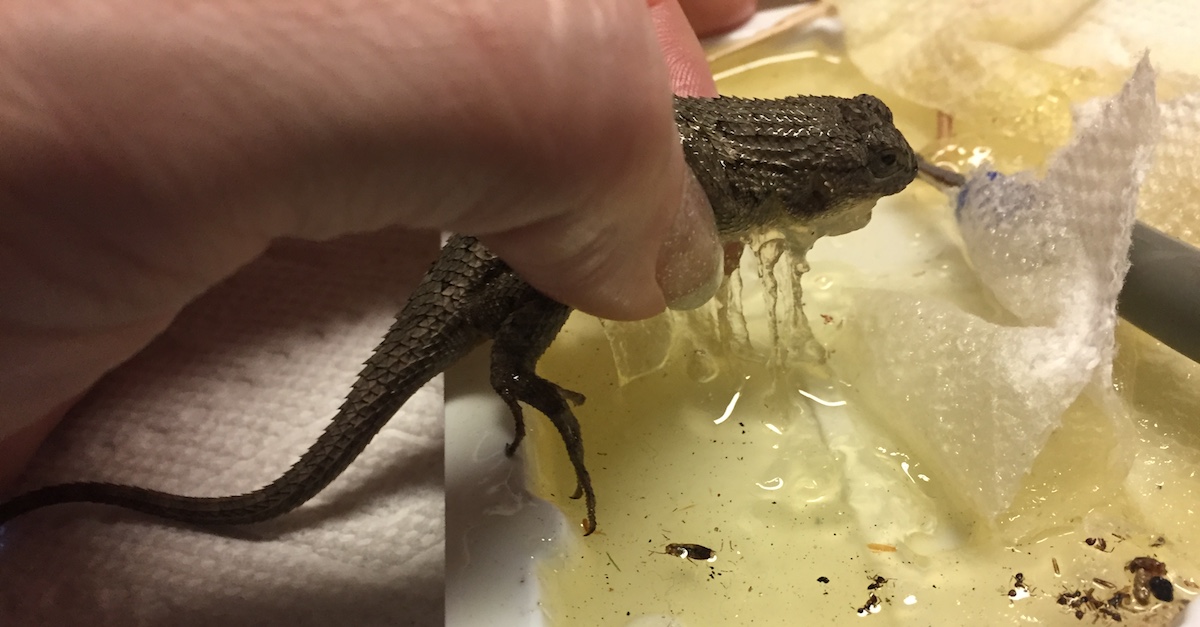 Is this glue from a trap or a disease? : r/Lizards