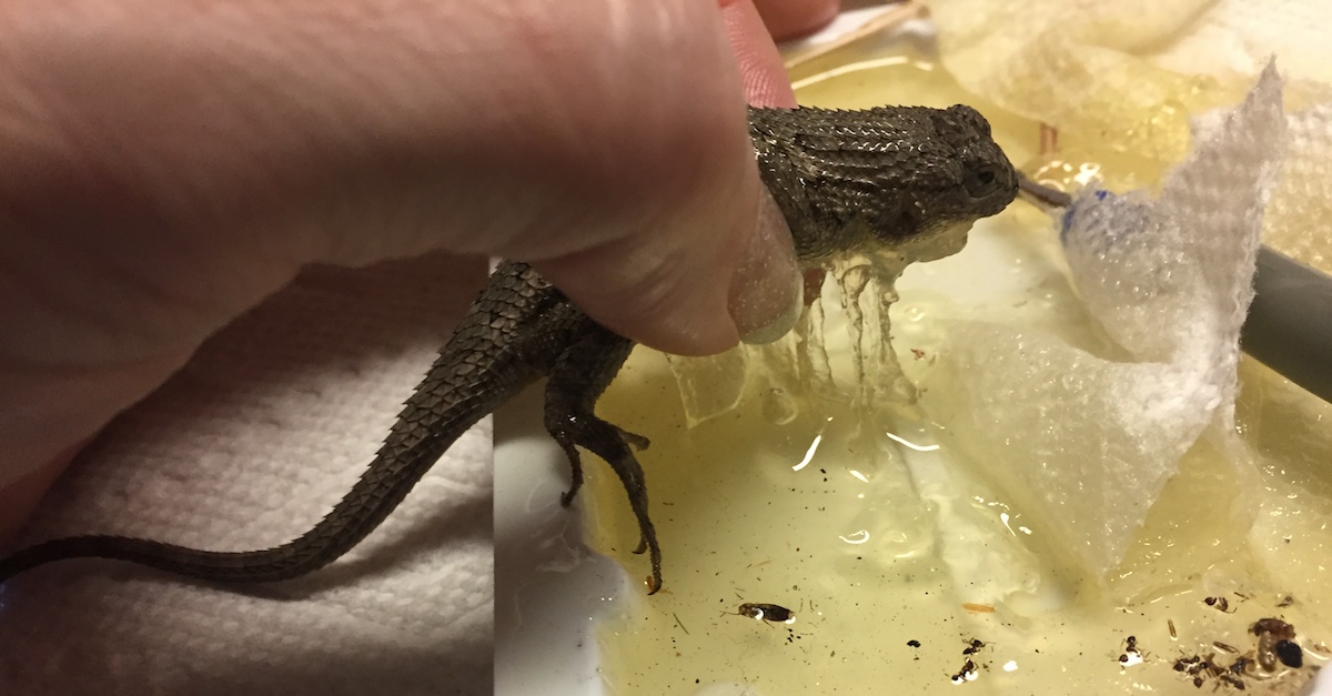 Keeping Things Simple: How to free a lizard from a sticky trap