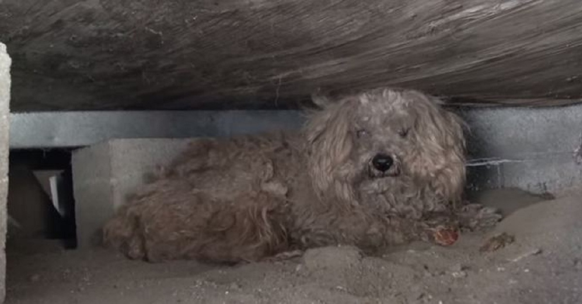 Owner Dies And Leaves His Heartbroken Dog Behind. What Happens Next Is