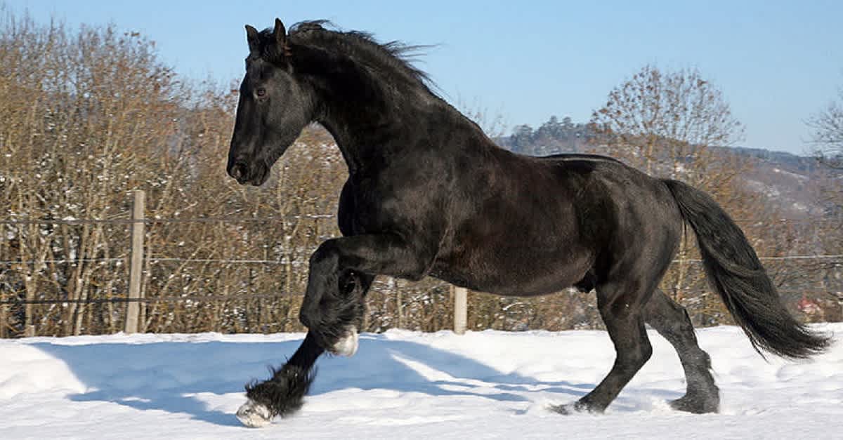beautiful horse in the world