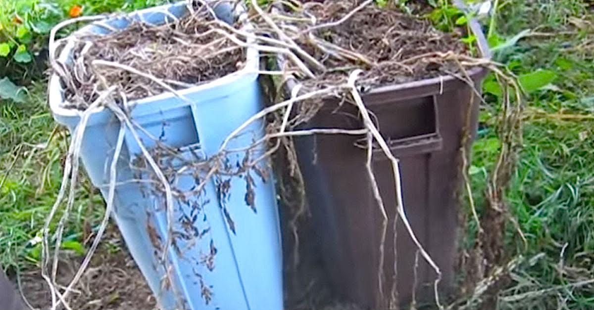 Her Garbage Bins Are Growing These Strange Vines. When She Tips Them