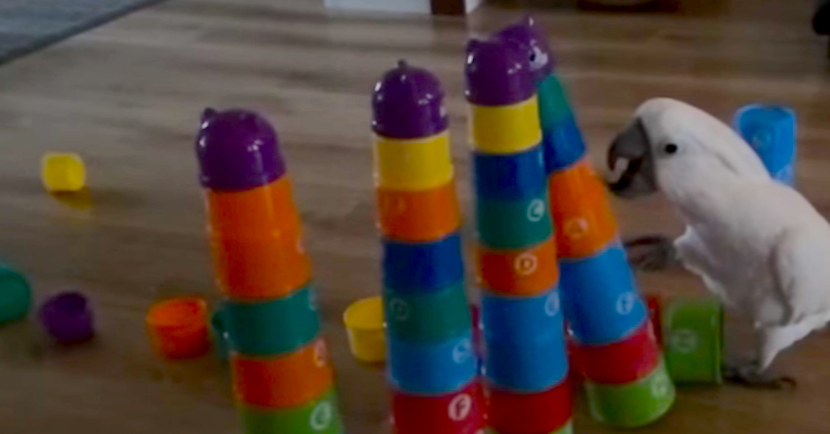 Cockatoo Destroys Colorful Tower Of Blocks
