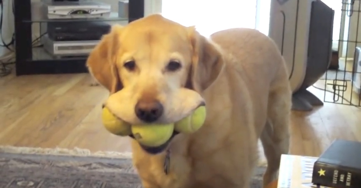 Labrador balls shop