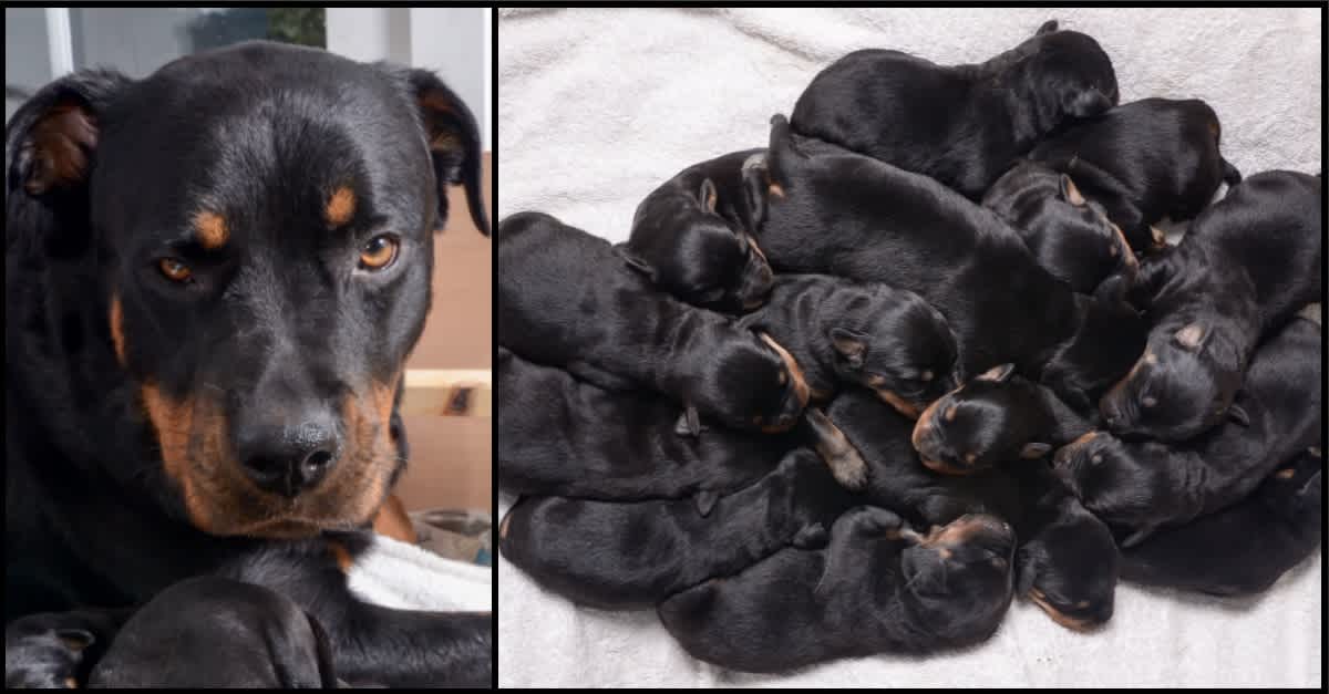 newborn rottweiler puppy