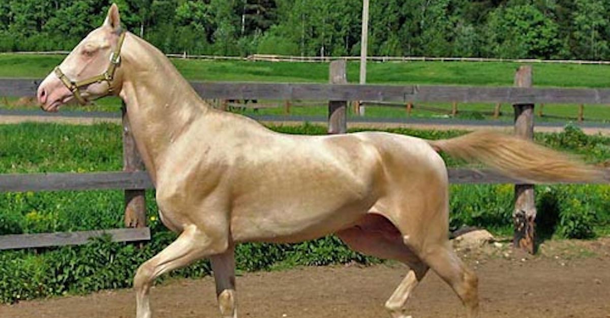 cremello akhal teke horse