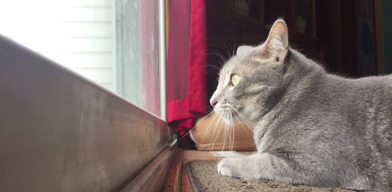 Cat Makes Weird Noises While Stalking Birds