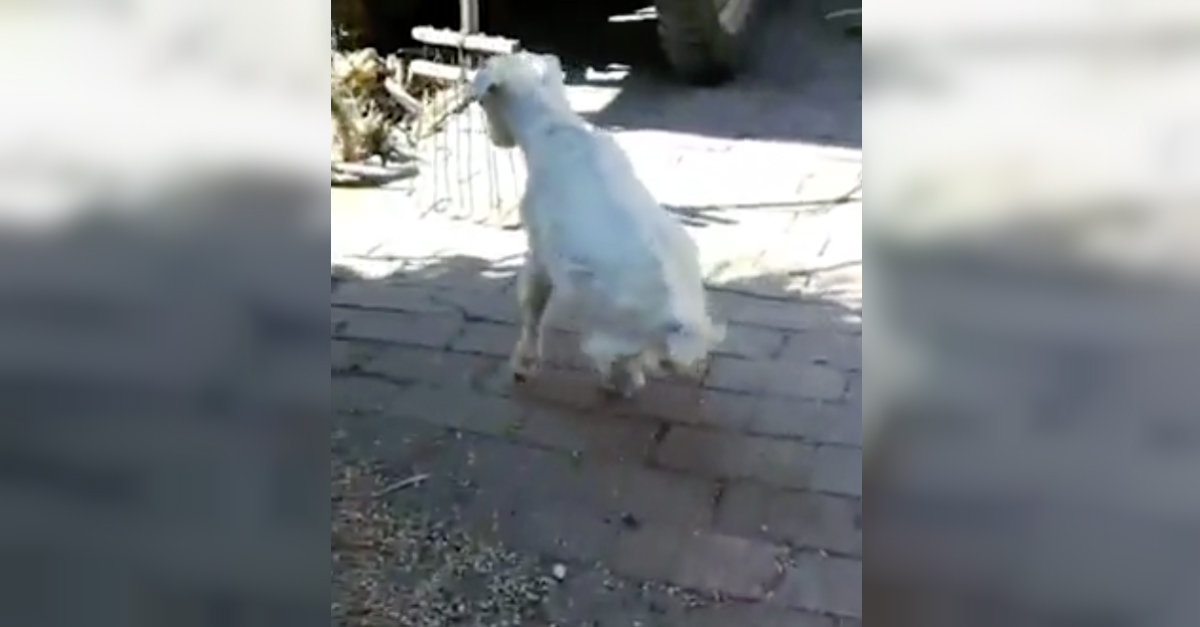 Baby Goat Walks On Front Two Legs