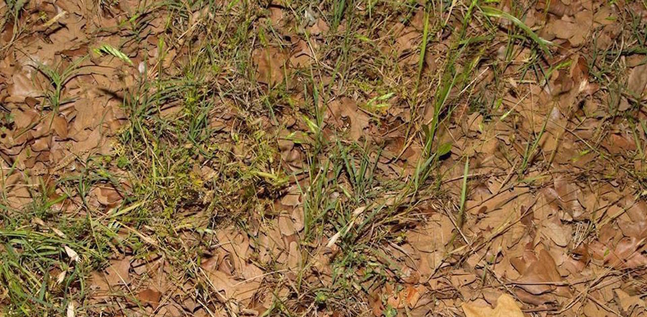 Copperhead Snake Is Impossible To Spot In Leaves