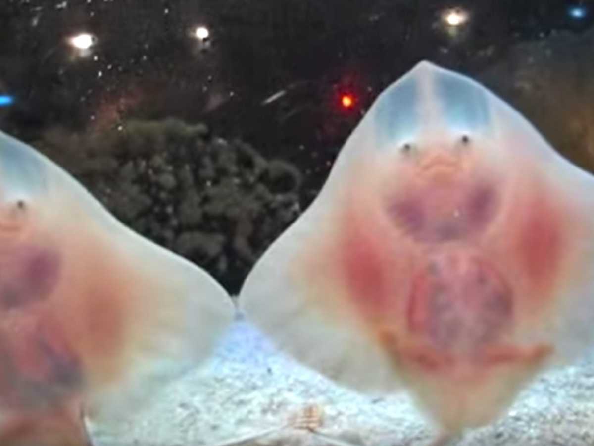 2 Baby Stingrays Put On A Show And Move Their Claspers In An Unforgettable  Way 