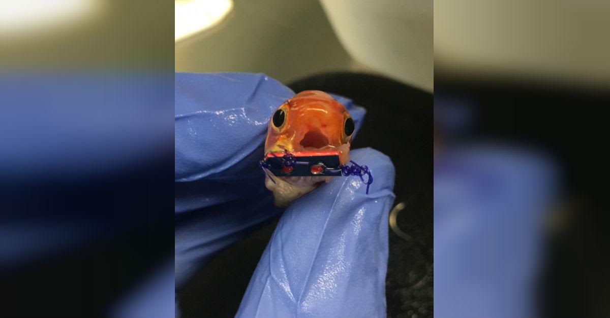 It Looked Like An Ordinary Goldfish. Then I Noticed Its Mouth