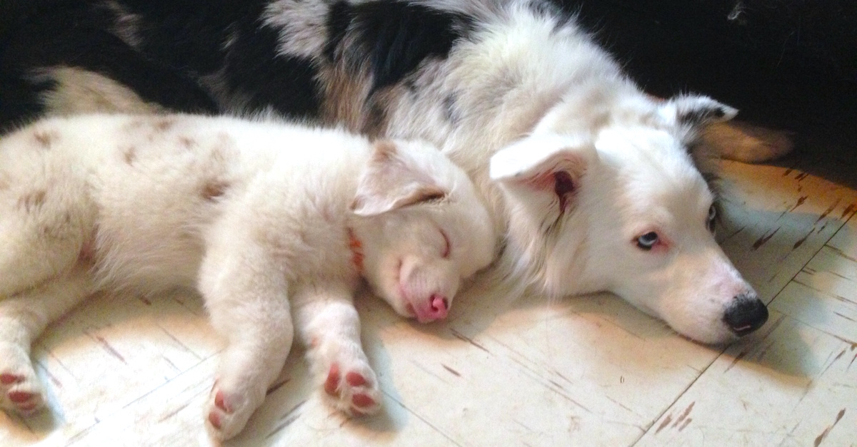 double merle eyes