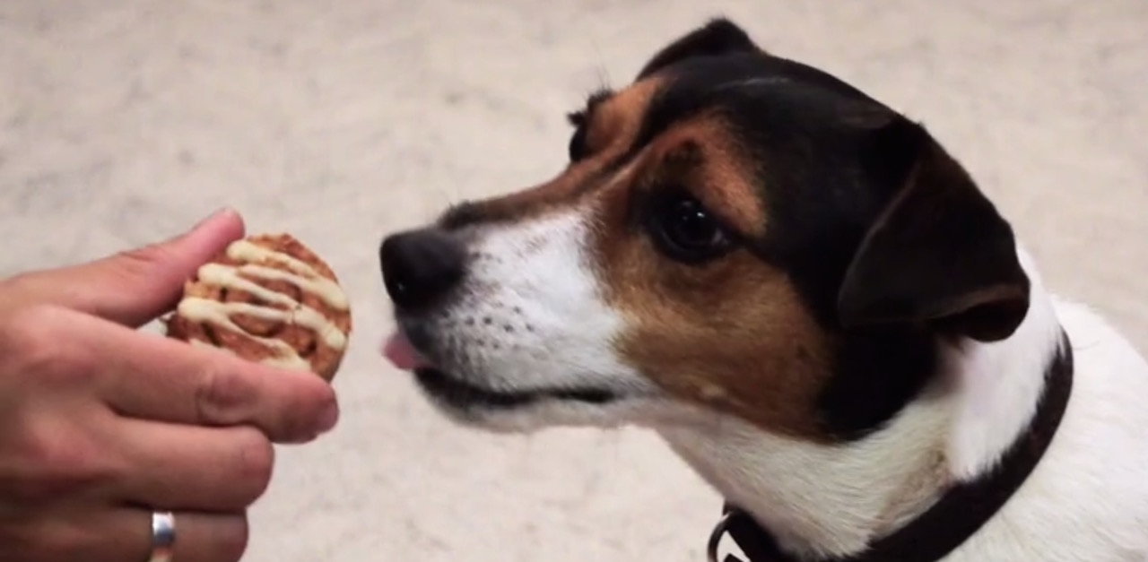 Cinnamon Roll Dog Treats Recipe