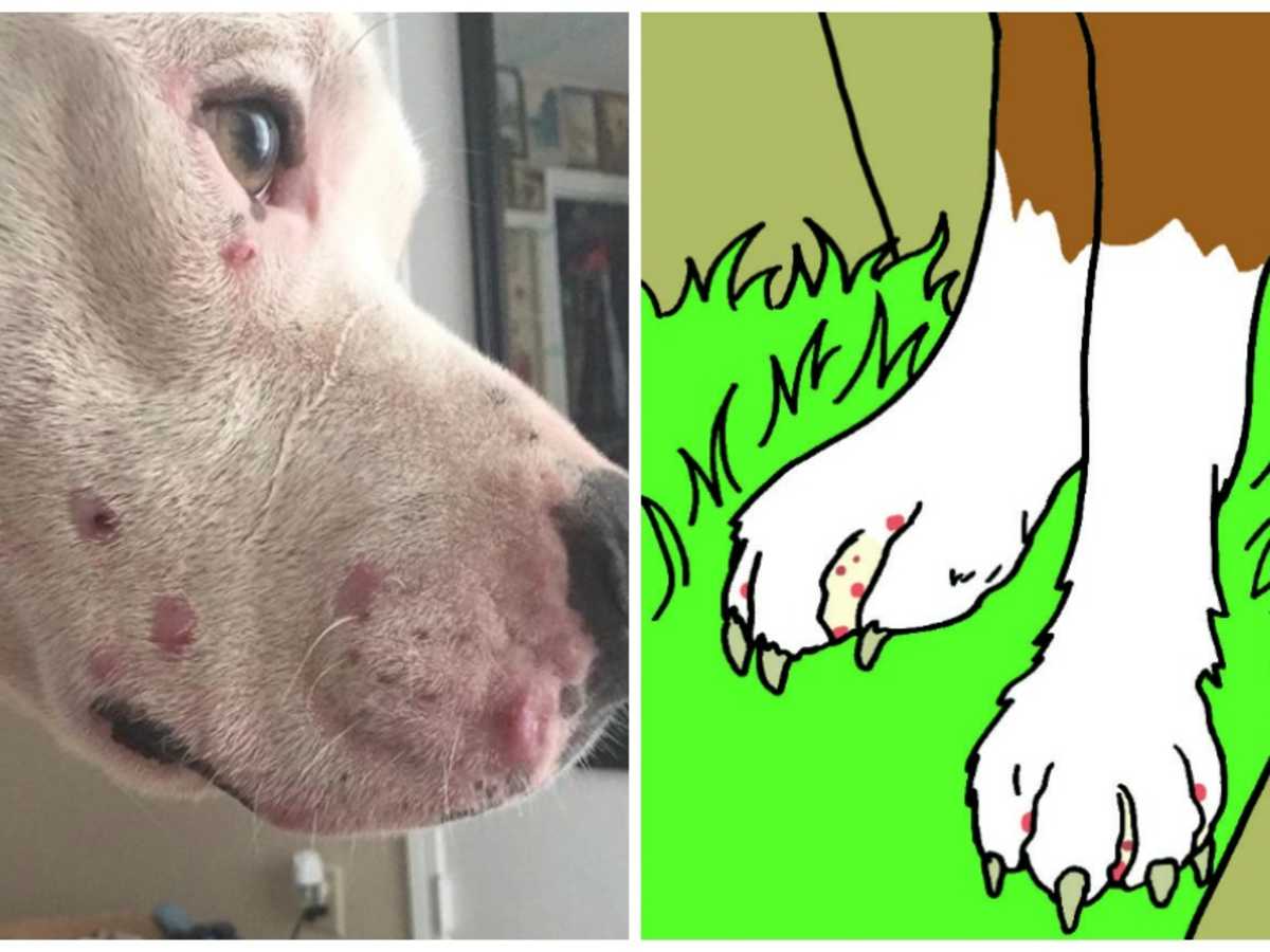 Pimples On My Dogs Chin Pimples On My Dogs Chin