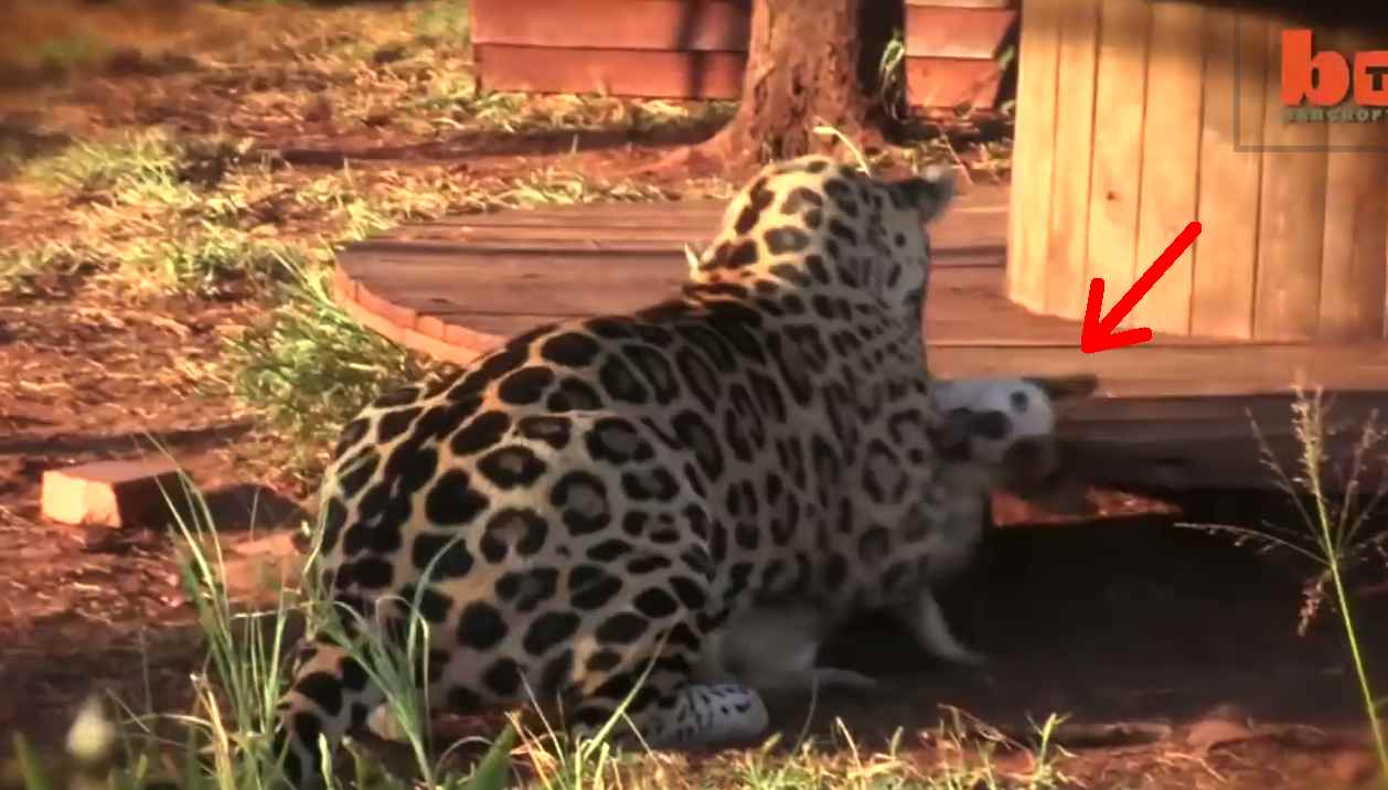What An Amazing Friendship... A Dog And A Jaguar! Isn't This Amazing