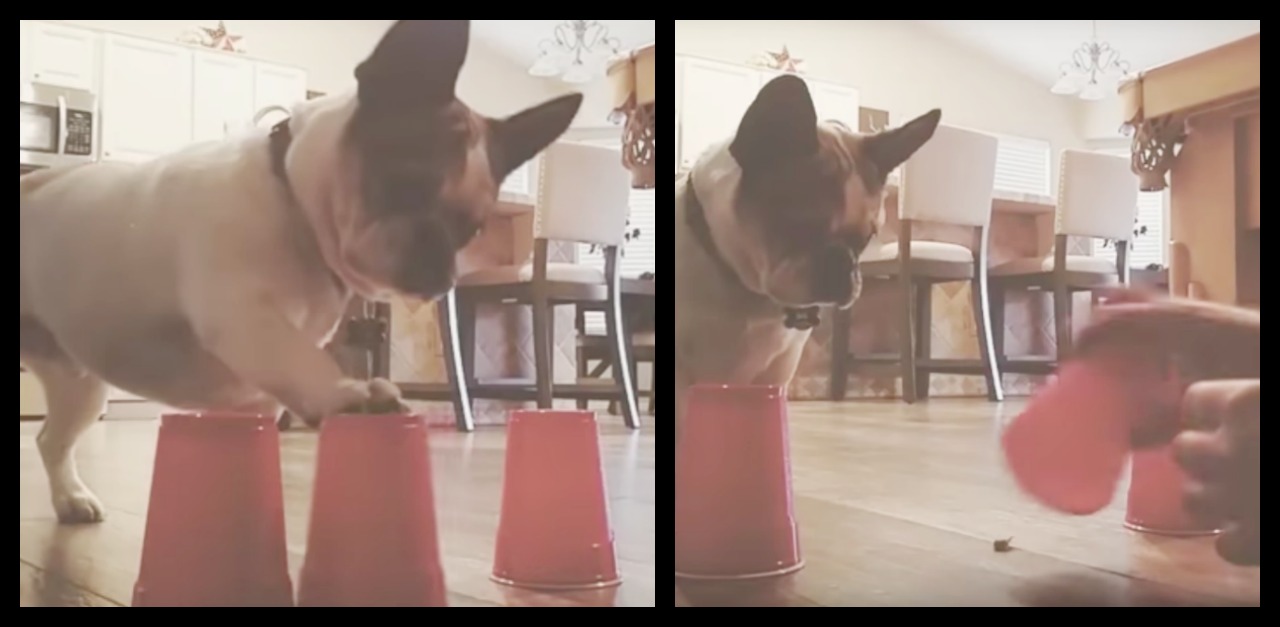 French Bulldog Finds Treat Hidden Under Red Cup