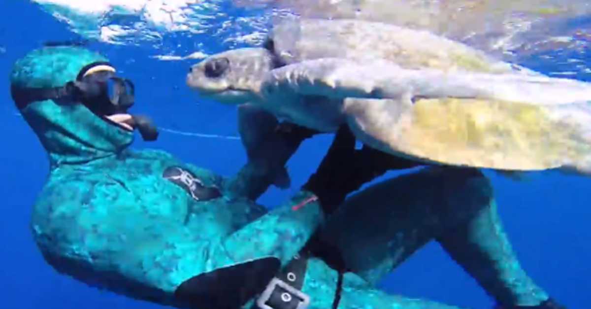 This Hero Just Rescued A Helpless Turtle. Now Watch The Turtle's ...