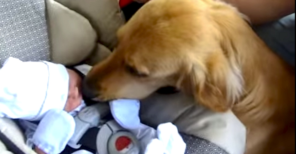 Dog Meets Baby