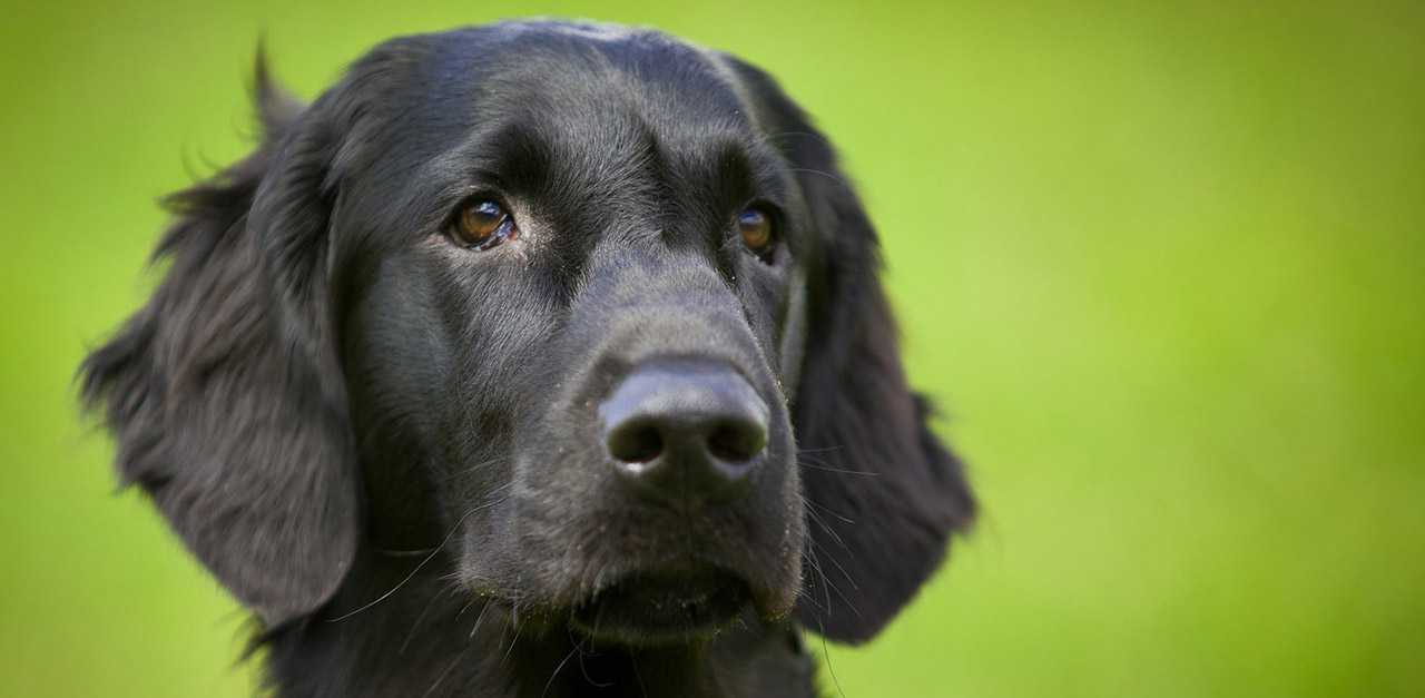 Dog names for on sale black dogs