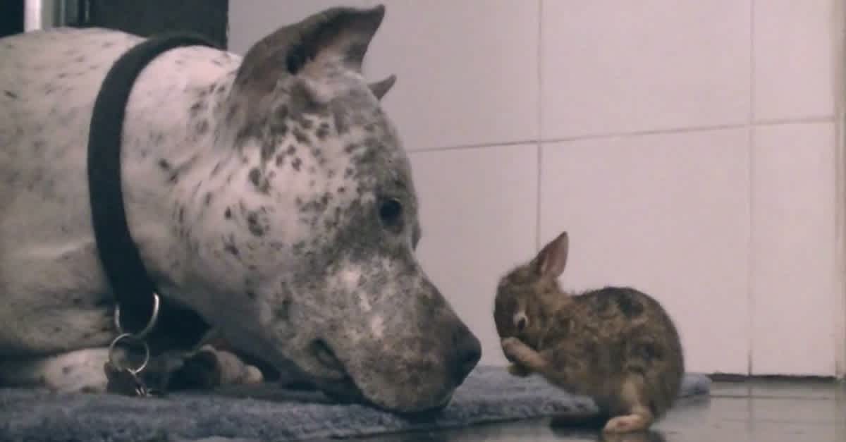 The Next Time Someone Calls A Pit Bull 'Vicious,' Show Them *This.* How ADORABLE Is This Pit Bull And Bunny? | LittleThings.com