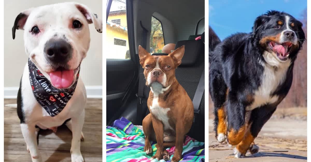 Download 15 Of The Best Dog Breeds For Families With Young Children ...