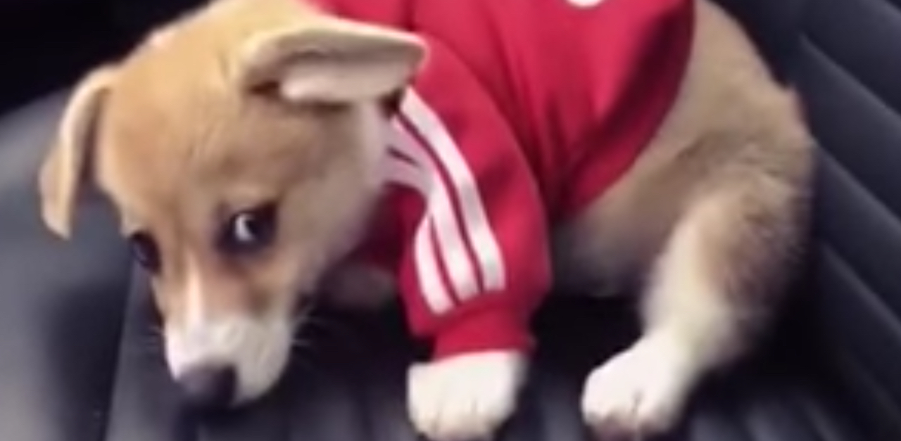 corgi adidas hoodie