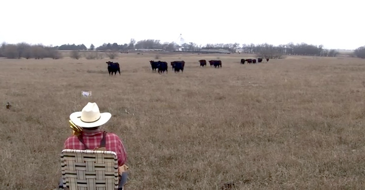 He Started Playing His Trombone. The Cows' Reaction? AWESOME!