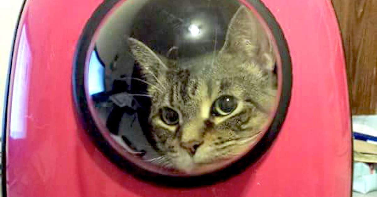 This Cat Carrier Lets Your Kitty Travel Like An Astronaut