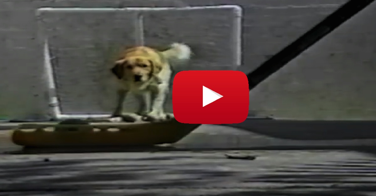 Our Dog LOVES To Play Hockey With Dad. He's So AWESOME!