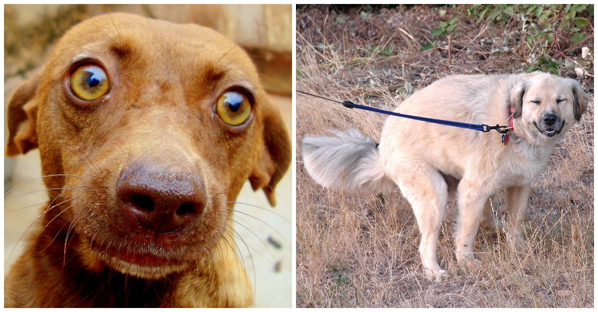 Here's Why Your Dog Stares At You While He Is Pooping!