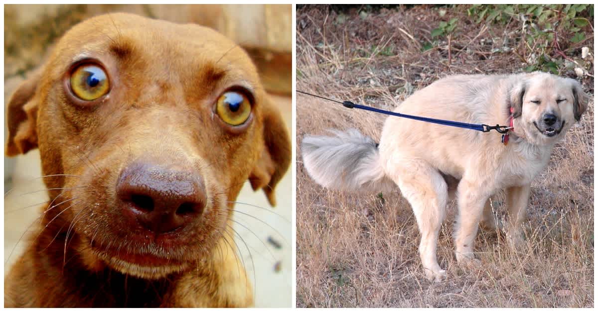 Here s Why Your Dog Stares At You While He Is Pooping LittleThings here-s-why-your-dog-stares-at-you-while-he-is-pooping-littlethings
