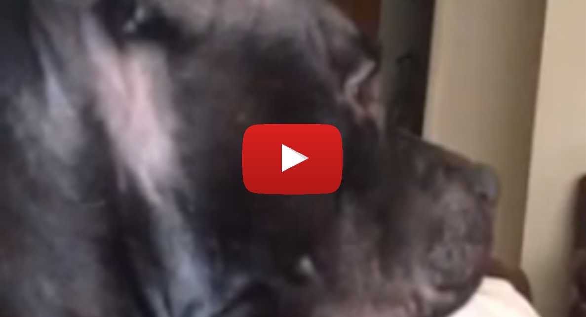 This Pit Bull Has A Bigger Heart Than Any Human Here S Why Littlethings Com This Pit Bull Has A Bigger Heart Than Any Human Here S Why Littlethings Com