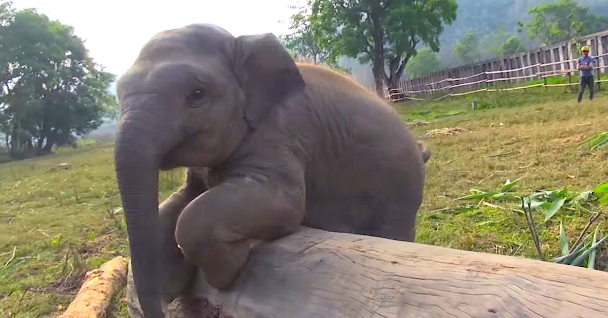 Baby Elephant Spots The Hidden Camera. When He Walks Over? ADORABLE! |  LittleThings.com