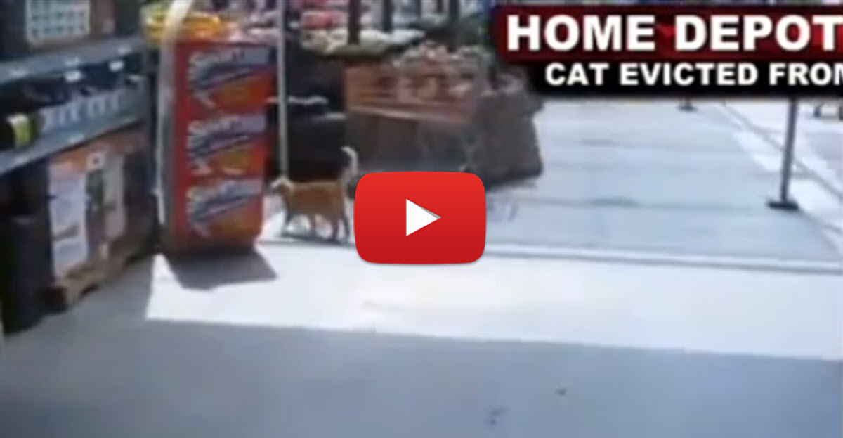 What THE?! You Won't Believe 'Home Depot Cat's' Crazy Story. Here's The