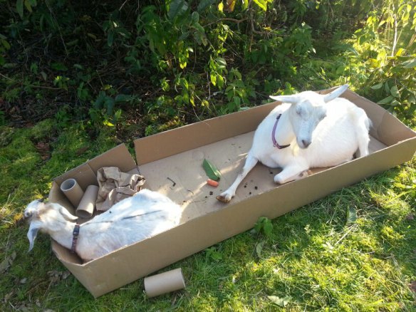 the-world_s-top-10-best-images-of-animals-in-boxes-3