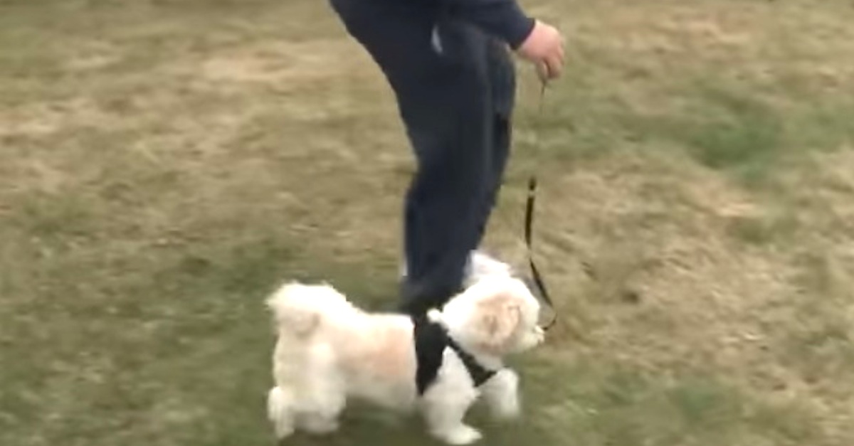 Deaf And Blind Dog Starts Spinning In Circles During A Walk. Then His