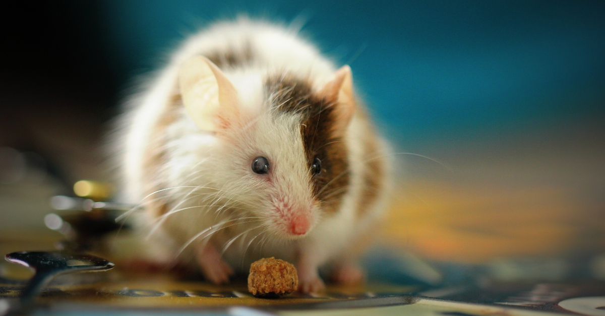 I Tried 6 Different Humane Ways To Get Rid Of A Mouse