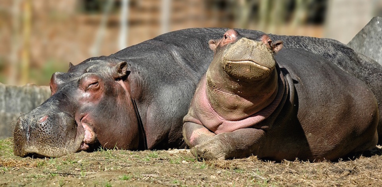 10 Baby Hippo Facts For Hippo Lovers Everywhere Littlethings Com