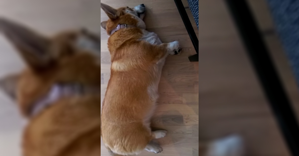 Lazy corgi 2024