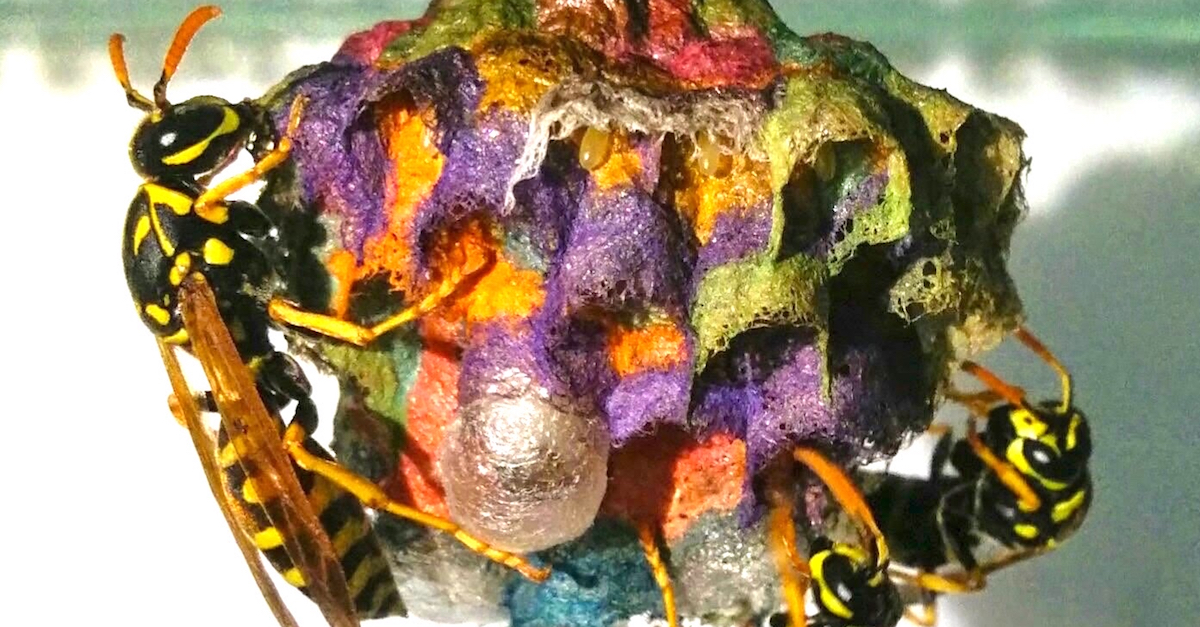 Rainbow Nest 